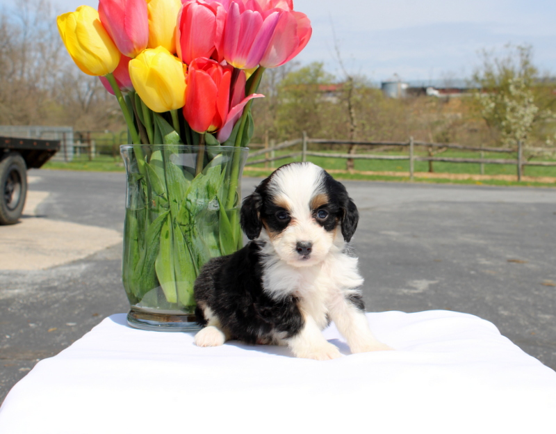 puppy, for, sale, Mini Bernedoodle F2, Matthew B. Stoltzfus, dog, breeder, Gap, PA, dog-breeder, puppy-for-sale, forsale, nearby, find, puppyfind, locator, puppylocator, aca